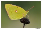 Colias crocea