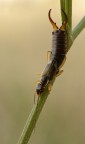 forficula