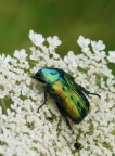 Cetonia aurata Cetonia aurata