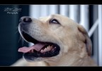 My Dog My Dog