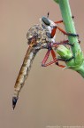 Asilide Asilide