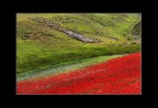 Papaveri...e Pecore Papaveri...e Pecore