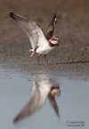 Corriere piccolo Corriere piccolo