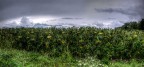 Che fine fanno i girasoli quando piove? Che fine fanno i girasoli quando piove?