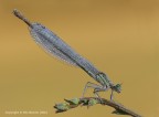 Platycnemis pennipes Platycnemis pennipes