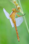 Orthetrum coerulescens Orthetrum coerulescens