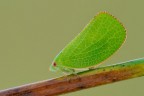 Acanalonia conica Acanalonia conica