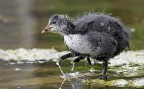 Cucciolo di Folaga Cucciolo di Folaga
