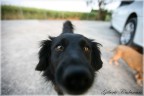 My Dog My Dog