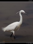 Camargue # 14 Camargue # 14