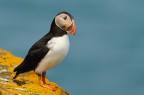 PUFFIN........ PUFFIN........