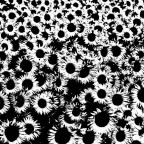 astratto con girasoli