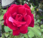 94 ROSA ROSSA..... 94 ROSA ROSSA.....