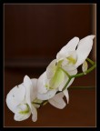 Orchidee