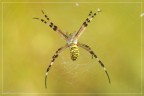 Argiope Argiope
