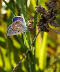 Aricia Agestis nell'erba alta Aricia Agestis nell'erba alta
