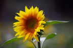 SOLE SOLE