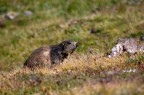 Marmotta Marmotta