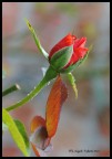 Bocciolo di Rosa Bocciolo di Rosa