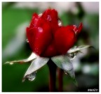 rosa con halo effect