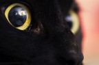 Cat's view Cat's view