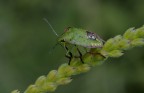 Cimice