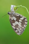 Melanargia