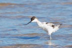 Avocetta Avocetta