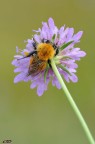 andrena fulva andrena fulva