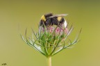 Bombus hortorum Bombus hortorum