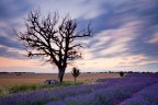 Tra i campi di lavanda Tra i campi di lavanda