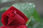 Rosa Rosa