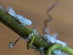 ..neonati....di Mectalfa Pruinosa