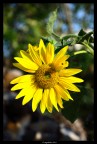 Girasole