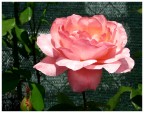 Rosa Rosa Rosa Rosa