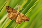 Falena Falena