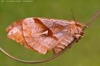 Aglia tau con uova Aglia tau con uova