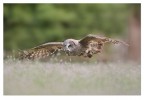 In volo In volo