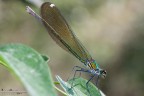 Calopteryx stretta stretta Calopteryx stretta stretta