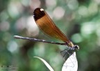 Calopteryx Haemorrhoidalis Female Calopteryx Haemorrhoidalis Female