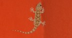 Il gioco del geco Il gioco del geco