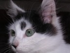 Occhi di gatto Occhi di gatto