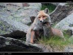 Volpe # 8 - coccole Volpe # 8 - coccole