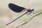Calopteryx haemorrhoidalis