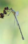 Lestes dryas
