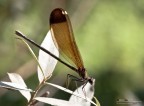 Femmina di C. Haemorroidalis Femmina di C. Haemorroidalis