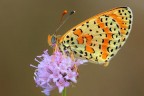 Farfalla Ancora...!!! Farfalla Ancora...!!!