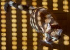 dove c'è un raggio di sole c'è un gatto dove c'è un raggio di sole c'è un gatto
