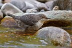Merlo acquaiolo (Cinclus cinclus)