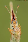 occhi di Melitaea...